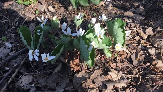 Bloodroot, Sanguinaria canadensis welcoming spring! смотреть онлайн