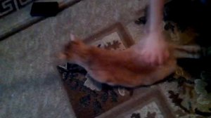 Киски лизбиянки 2 удовлетворение морковкой