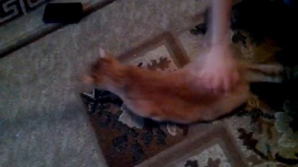 Киски лизбиянки 2 удовлетворение морковкой