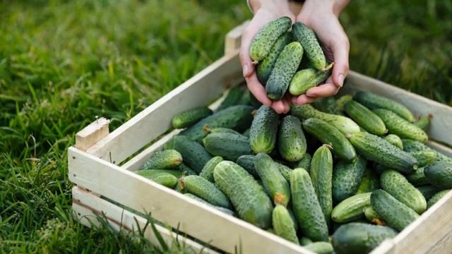 1 капля в бочку для полива и всё растёт как на дрожжах. Почему об этом все молчат. смотреть онлайн