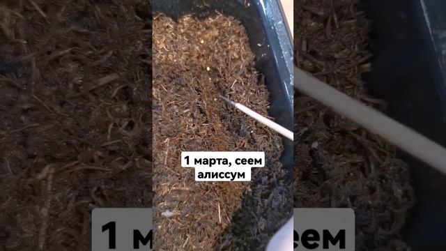 Посев алиссума. Когда сажать алиссум. Как посеять алиссум. смотреть онлайн