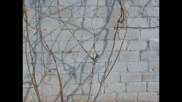 Хурма Индианка на севере Донбасса-осень 2022 года. смотреть онлайн