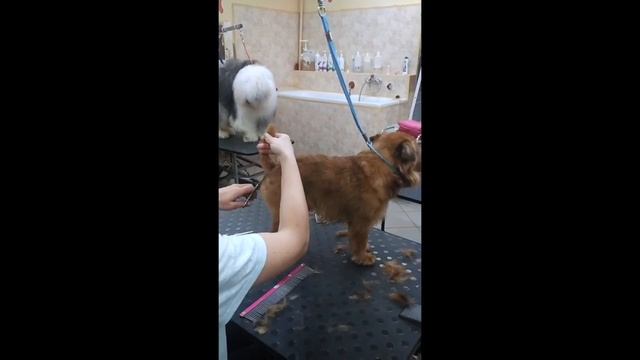 Груминг брюссельского гриффона в груминг салоне 