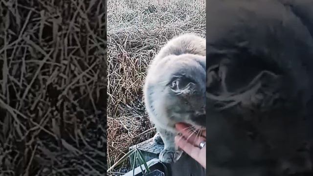 камышевый кот😍😅 смотреть онлайн