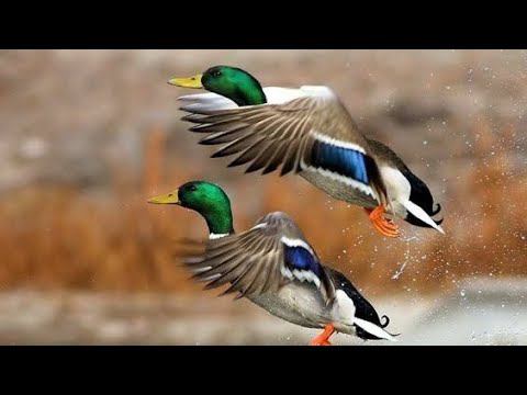 Кубанская охотница #утка #охотанауток #кубань #лето смотреть онлайн