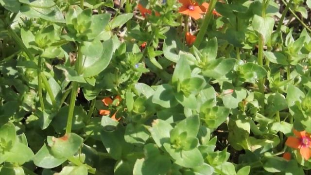 Anagallis arvensis Greece by Theo смотреть онлайн