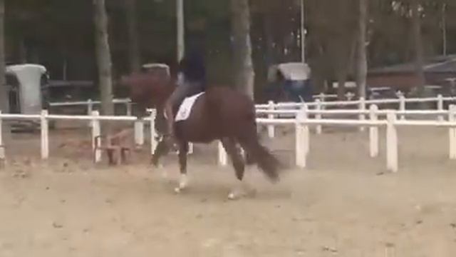 Roxy du Hans hanovrienne 5 ans par Rotspon/Matcho aa смотреть онлайн