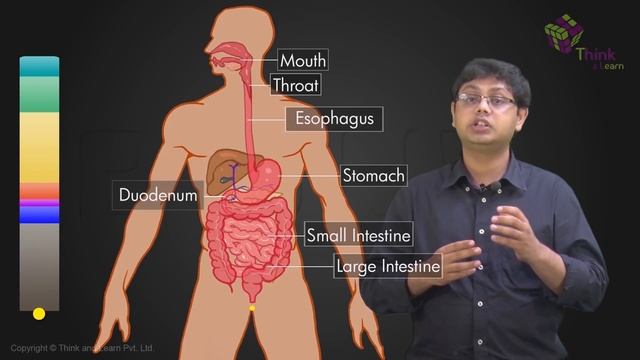 Human Digestive System And Digestion смотреть онлайн