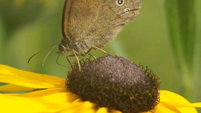 Бабочка на цветке смотреть онлайн