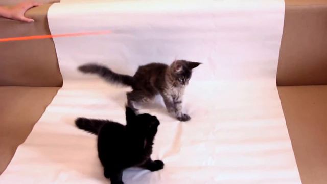 Котята от РУССКАЯ ПРИРОДА смотреть онлайн