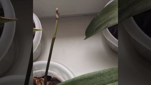 Домашнее цветение орхидеи фаленопсис мультифлора Mukalla.? смотреть онлайн