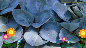 Хоста гибридная Блу визион. Краткий обзор, описание характеристик hosta hybrida Blue vision