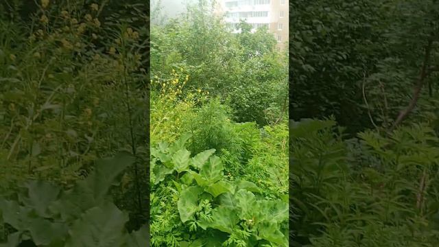 Где Родился , там и пригодился)))) смотреть онлайн