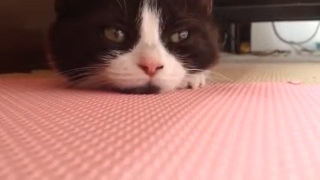 ななちゃん✖️カイくんの子猫キンカローのしっくろちゃん смотреть онлайн