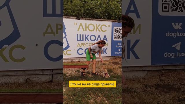 Дрессировка собак в Краснодаре.
Шпиц впервые на качелях