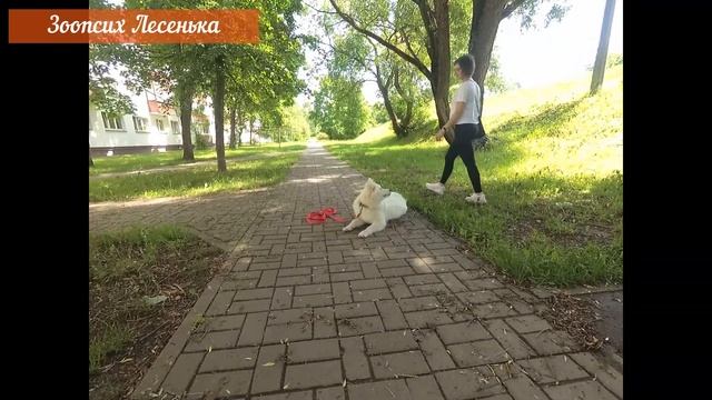 Айса - послушная девочка. Воспитание щенка. смотреть онлайн