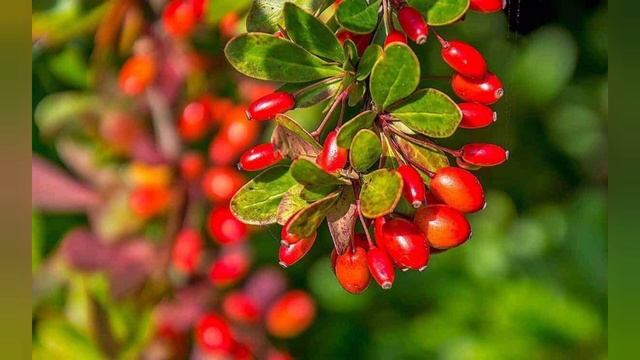 Строительные Палитры