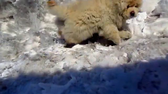 Нам сегодня 3 месяца!!!Наши бесилки обезьянней козерошки!!!!Обезьяна-козерог!!! смотреть онлайн