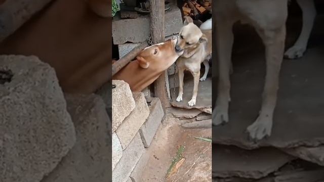 Даже у них любовь ?