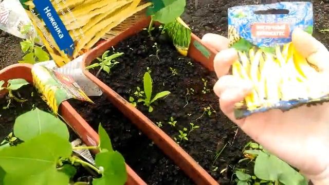 Обзор фасоли на всхожесть. смотреть онлайн