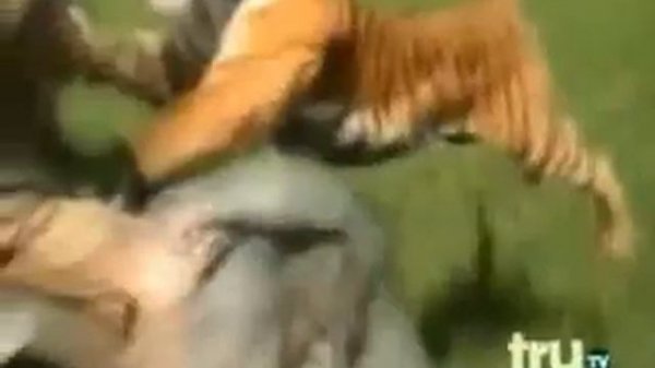Тигр напал на человека