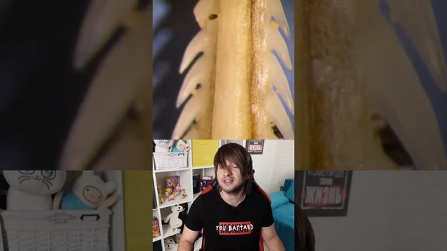 Почему нельзя трогать скатов хвостоколов? смотреть онлайн