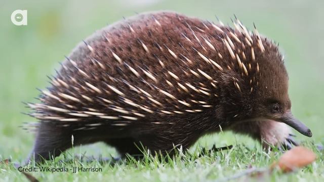 Can Mammals Lay Eggs? смотреть онлайн