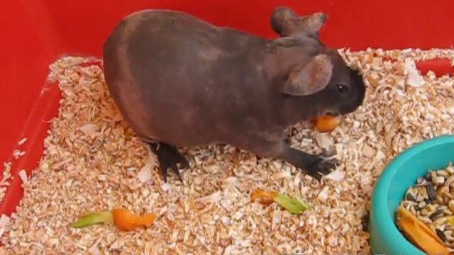 Лысые морские свинки смотреть онлайн