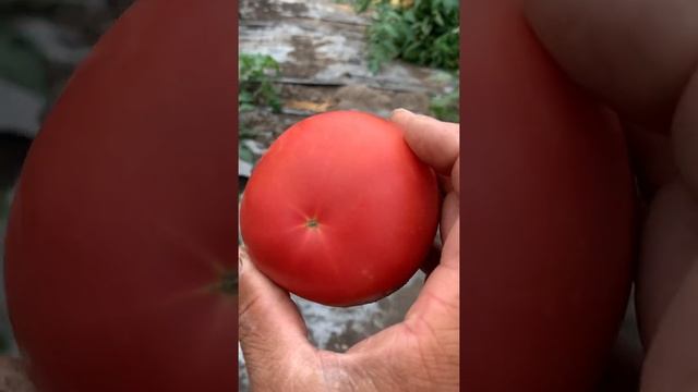 Китайские теплицы в Самаре