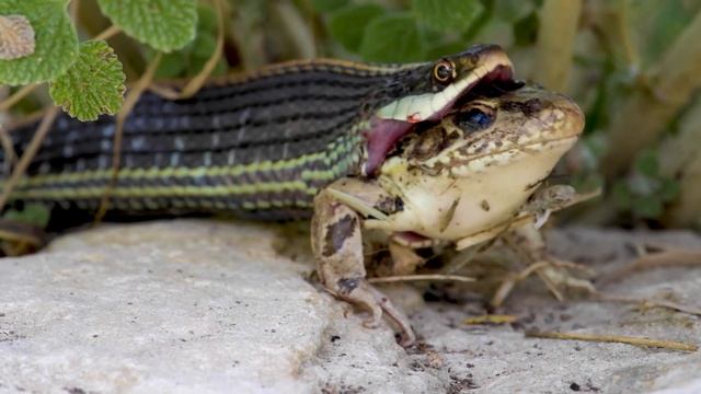 Ribbon Snake Eating LIVE Leopard Frog Whole (4K) смотреть онлайн