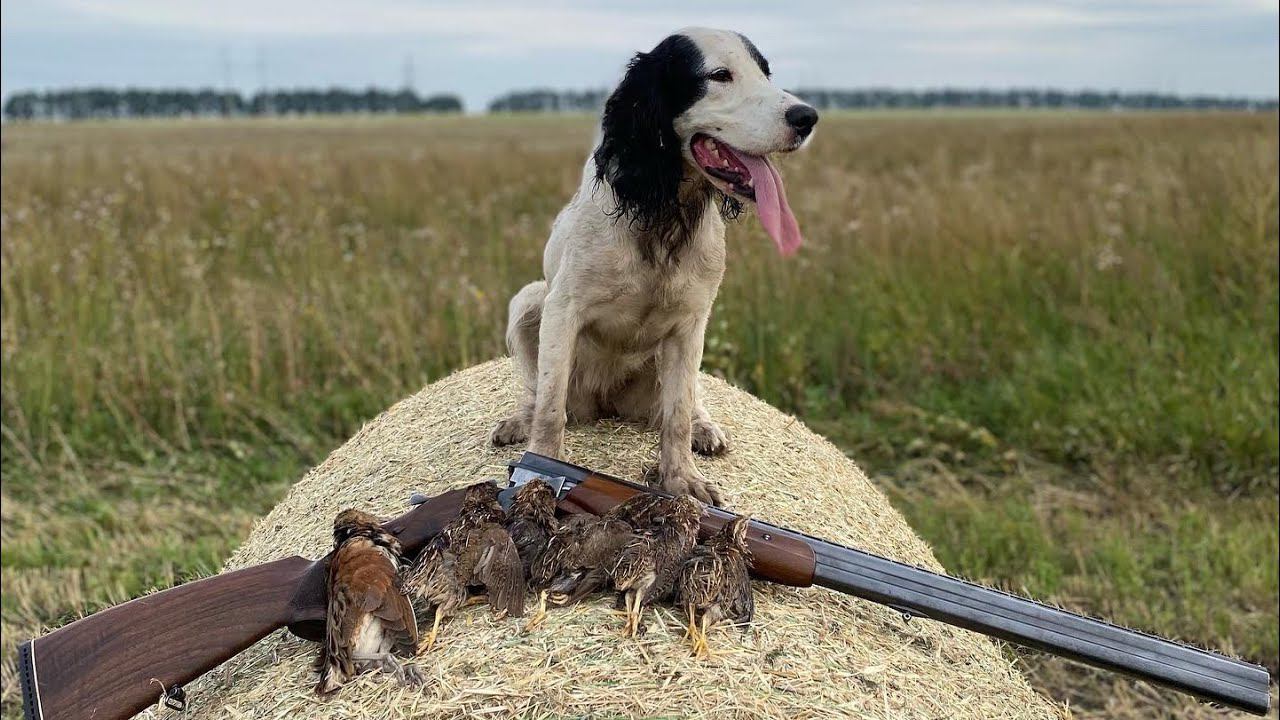 Из охоты на перепела в сезоне 2022 г. с русским охотничьим спаниелем Ар-Луной смотреть онлайн
