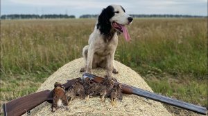 Из охоты на перепела в сезоне 2022 г. с русским охотничьим спаниелем Ар-Луной