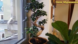 От чего фикус Мокламе сбрасывает листья?