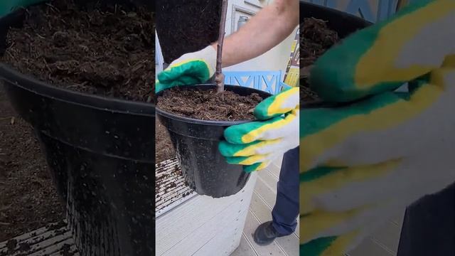 Саженцы в год посадки. Подготовка плодовых саженцев к посадке. смотреть онлайн