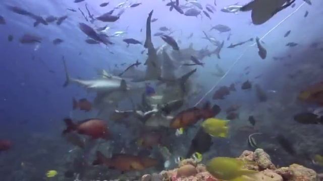 Экстремальный дайвинг в Австралии смотреть онлайн