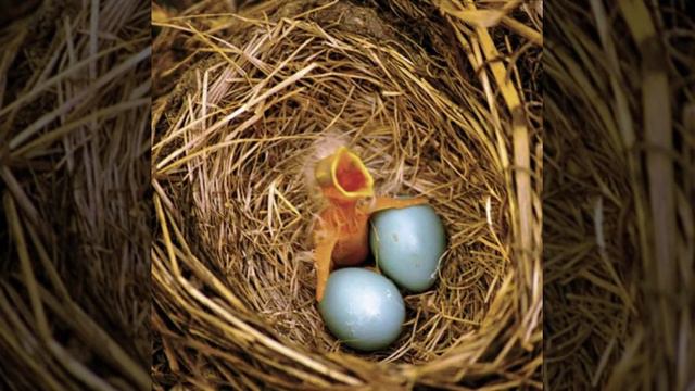 Лесные истории.