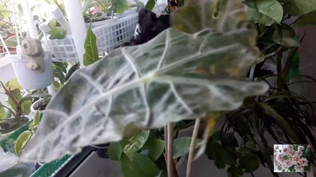 КОМНАТНЫЕ ЦВЕТЫ.УКОРЕНИЛИСЬ ЛИСТЫ ОКСАЛИСА!НОВЫЙ МЕТОД РАЗМНОЖЕНИЯ АЛОКАЗИИ. смотреть онлайн