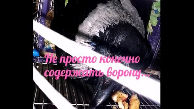 Ворона Варька смотреть онлайн
