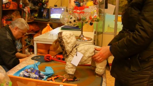 зимний комбинезон для йоркширского терьера смотреть онлайн