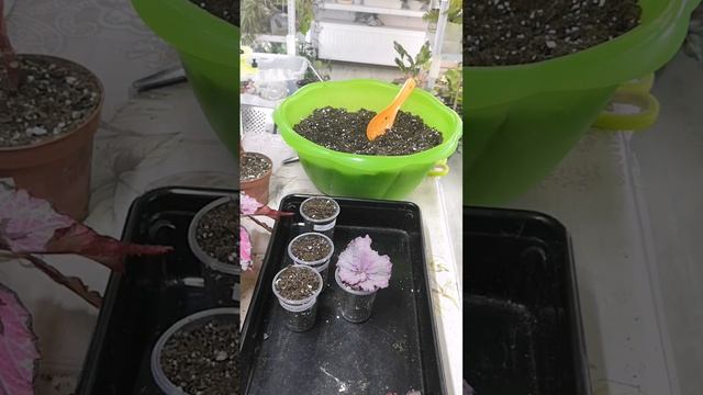 Посадка фрагментами декоративно-лиственных бегоний?#бегонии #комнатныерастения #посадка #пересадка смотреть онлайн