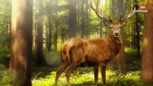 Очень Красивая Кельтская Музыка Для Медитации И Релаксации Relaxing Celtic Music