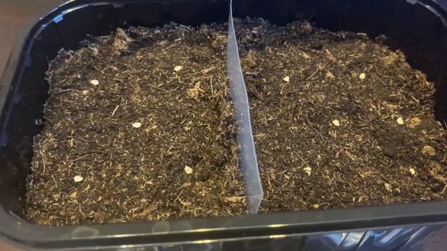 Посев томатов на рассаду. 🍅🌿🍅🌿🍅🌿🍅 смотреть онлайн