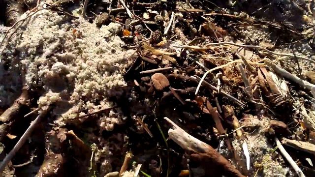 Балтийский берег у моря... смотреть онлайн