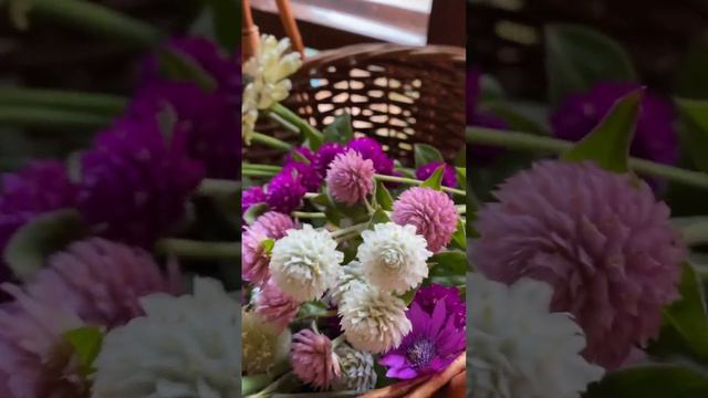 Цветы-сухоцветы ксерантемум/гомфрена/лагурус/циния #цветы #flowers смотреть онлайн