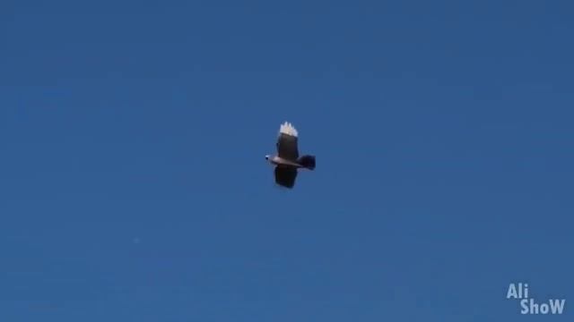 ТОП15 безумных вещей с АЛИЭКСПРЕСС Лучшие вещи с Aliexpress смотреть онлайн