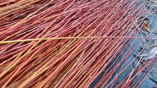Тверская ива. Огненный сорт ивы для лозоплетения - Вителлина Vitellina. Плетение ивой в коре. смотреть онлайн