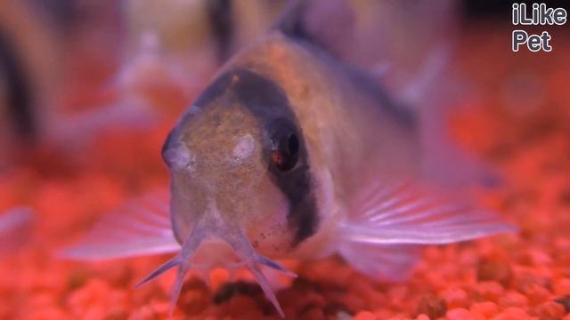 Аквариумная рыбка коридорас. Особенности. Уход. смотреть онлайн