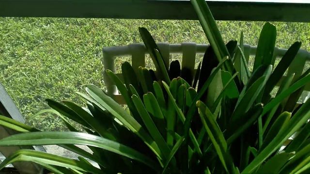 Cymbidium Aloifolium / Schomburgkia Tibicinis / Epidendrum Ciliare