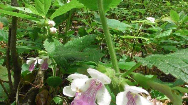 Melittis Melissophyllum, Is A Species Of Flowering Plant In The Mint Family Lamiaceae