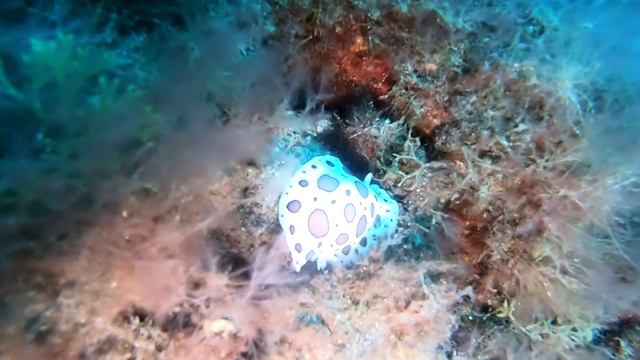 EL PUERTITO LA PALMA PUNKFISH смотреть онлайн